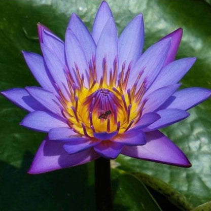 Blue Lotus Seeds (Nymphaea caerulea) - Stunning Aquatic Flower for Serene Water Gardens
