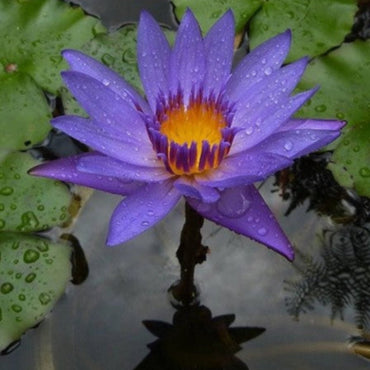 Blue Lotus Seeds (Nymphaea caerulea) - Stunning Aquatic Flower for Serene Water Gardens