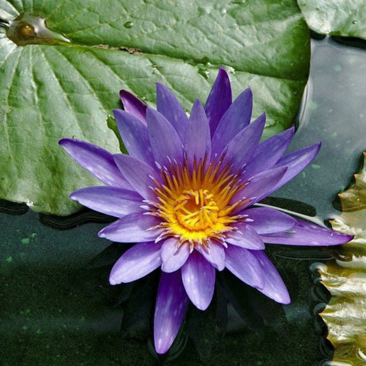 Blue Lotus Seeds (Nymphaea caerulea) - Stunning Aquatic Flower for Serene Water Gardens