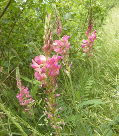 Onobrychis Viciifolia (Sainfoin) Plant Seeds for Planting – Heirloom, Non-GMO, Easy to Grow, Perennial