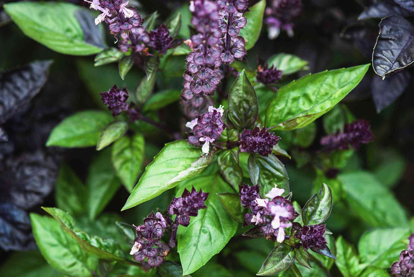 Cinnamon Basil (Ocimum basilicum) Herb & Flower Seeds