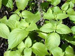 Clove Basil (Ocimum basilicum) Herb Flower Seeds
