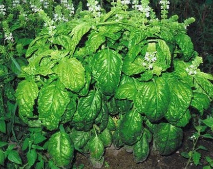 Italian Large Leaf Basil (Ocimum basilicum) Herb Flower Seeds