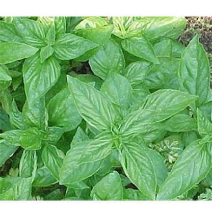 Italian Large Leaf Basil (Ocimum basilicum) Seeds