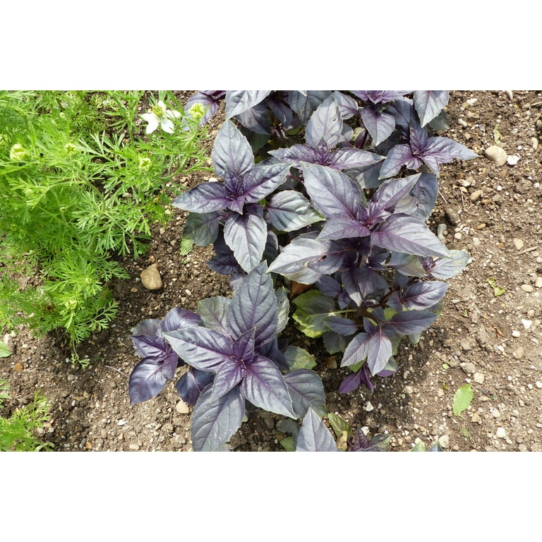 Red Rubin Basil (Ocimum basilicum Purpurascens) – 500 Pcs Spicy Herb Seeds with White & Lavender Flowers