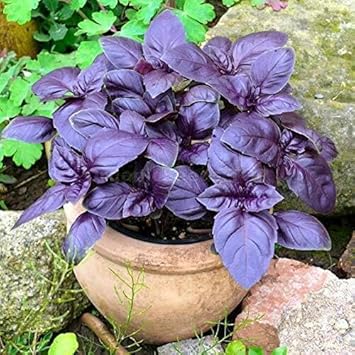 Ocimum Basilicum Seeds For Planting heirloom non-gmo organic garden seeds