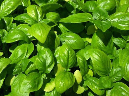 Sweet Genovese Basil (Ocimum basilicum) - Herb Flower Seeds