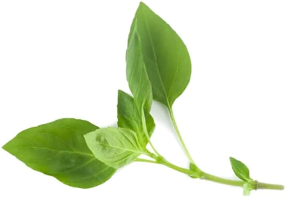 Thai Basil Ocimum basilicum Seeds for Planting herb garden container kitchen pot