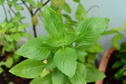 Tulsi Vana Basil (Ocimum gratissimum) Seeds