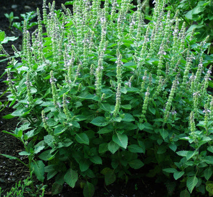 Tulsi Temperate Basil (Ocimum sanctum) Seeds