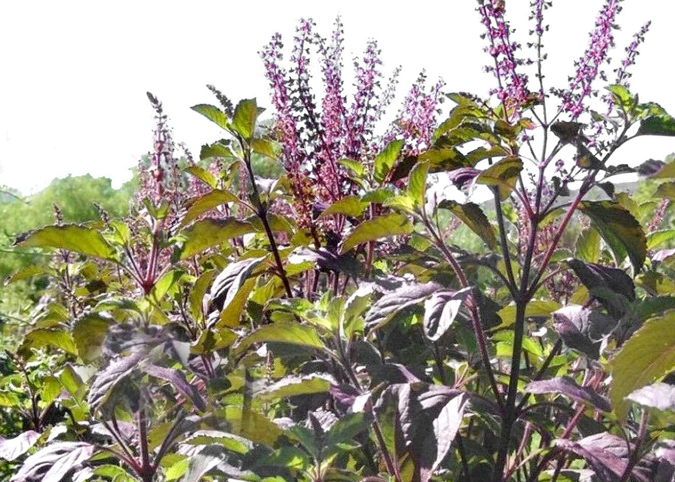 Purple Krishna Tulsi (Holy Basil) Ocimum Sanctum Tenuiflorum Herb Flower Seeds