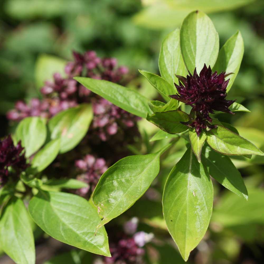 Semi di erbe Ocimum Basilicum 'Siam Queen'
