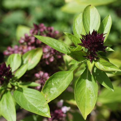 Semi di erbe Ocimum Basilicum 'Siam Queen'