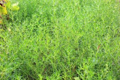 Saltwort Okahijiki Japanese Greens (Salsola komarovii) Leaf Vegetable Seeds