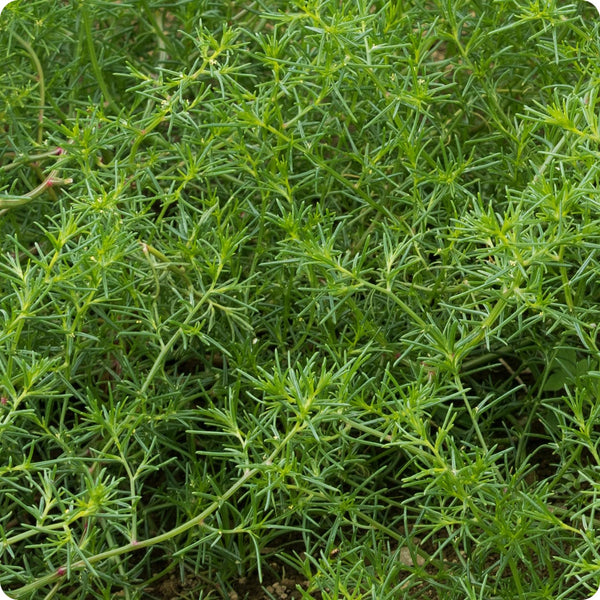 Okahijiki Saltwort Seeds Salsola Komarovii heirloom non-gmo organic garden seeds