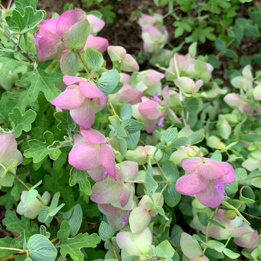 Origanum 'Kirigami' Herb Seeds
