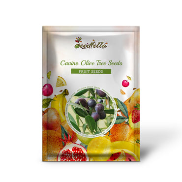 Canino Olive Tree (Olea europaea) Seeds – Edible European Common Green/Black Fruit