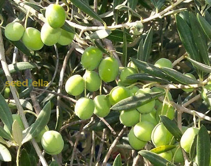 Olive Tree Planting Seeds for Home Gardens