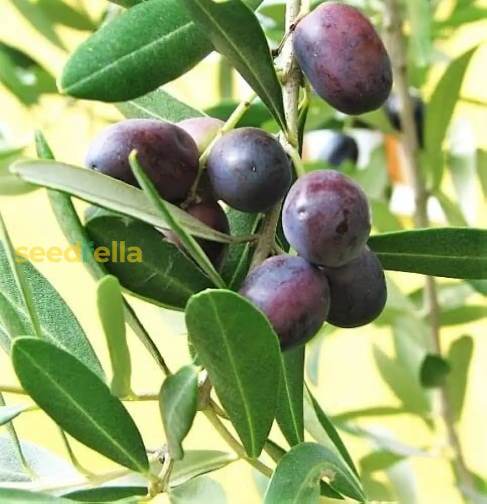 Olive Tree Planting Seeds For Home Gardens heirloom non-gmo organic garden seeds