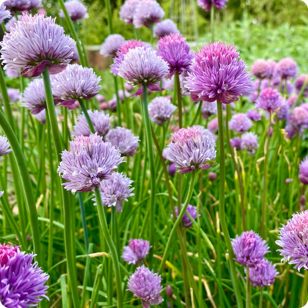 Onion Chives Allium Schoenoprasum Seeds heirloom non-gmo organic garden seeds