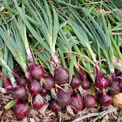 Red Candy Apple Onion Vegetable Seeds