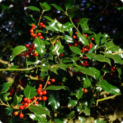 Opaca Tree Seeds for Ornamental Planting