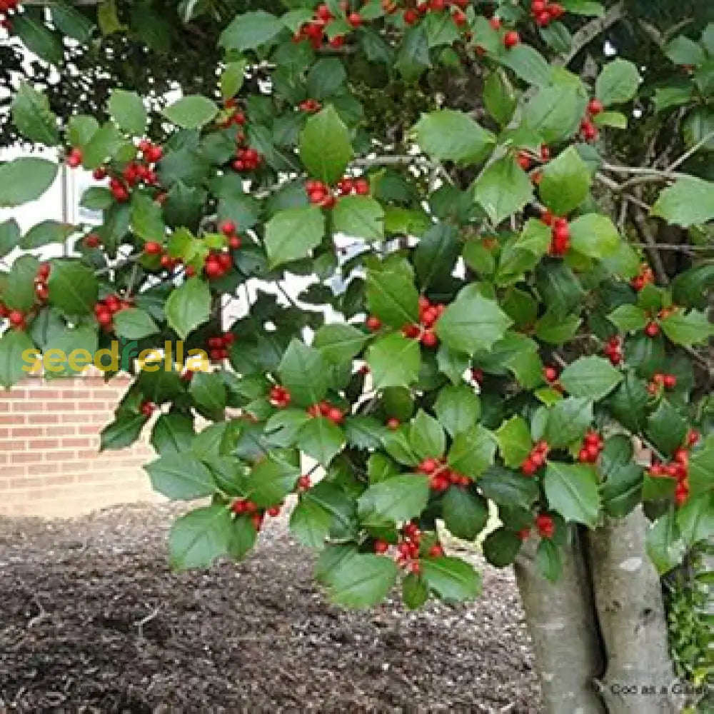 Opaca Tree Seeds For Planting Grow Your Own Tree heirloom non-gmo organic garden seeds