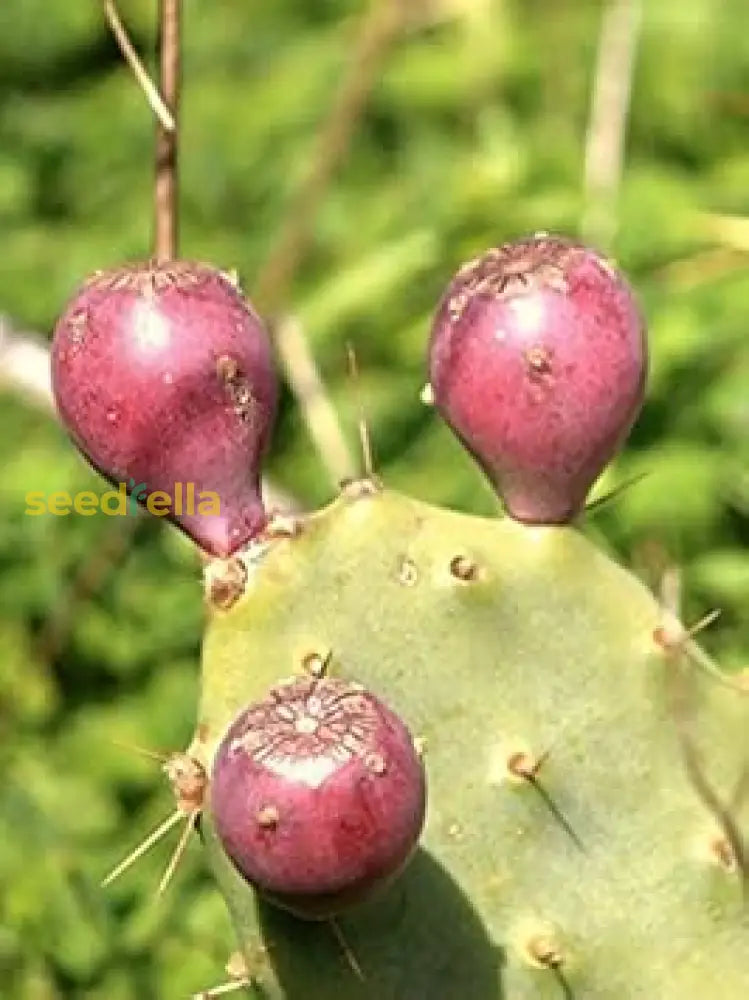 Opuntia Pink Cactus Seeds for Planting | Unique Desert Plant