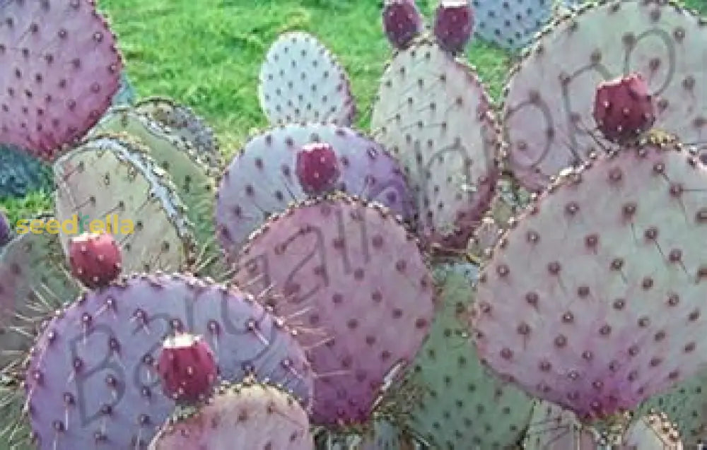 Opuntia Chlorotica Seeds for Planting Mixed Cactus Variety