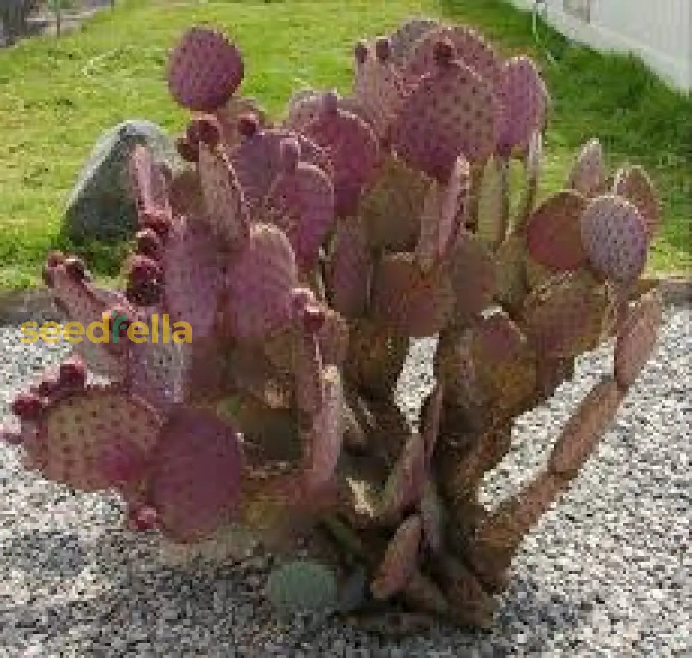 Opuntia Chlorotica Seeds For Planting Mixed Cactus Variety heirloom non-gmo organic garden seeds