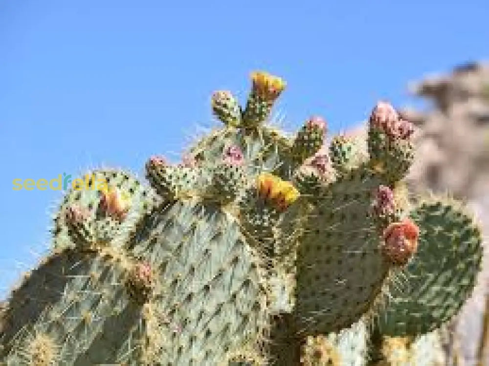Opuntia Chlorotica Seeds for Planting Mixed Cactus Variety