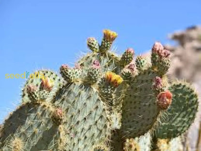 Opuntia Chlorotica Seeds for Planting Mixed Cactus Variety