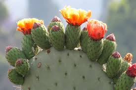 Yellow Prickly Pear Cactus Nopal (Opuntia Ficus-Indica) Flower Seeds