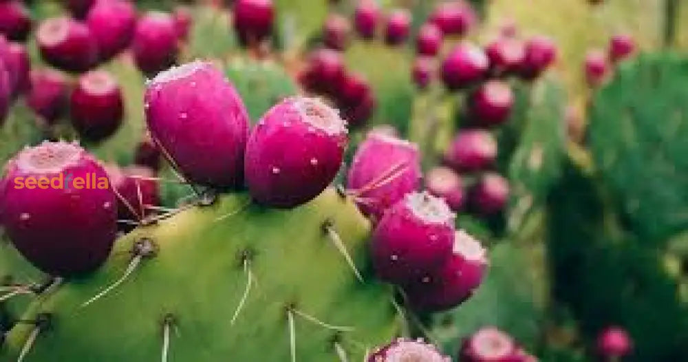 Opuntia Pink Cactus Seeds For Planting | Unique Desert Plant heirloom non-gmo organic garden seeds