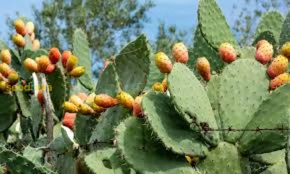 Opuntia Plant Seeds Essential Guide for Planting