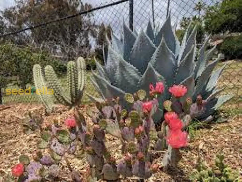 Opuntia Plant Seeds Essential Guide For Planting heirloom non-gmo organic garden seeds