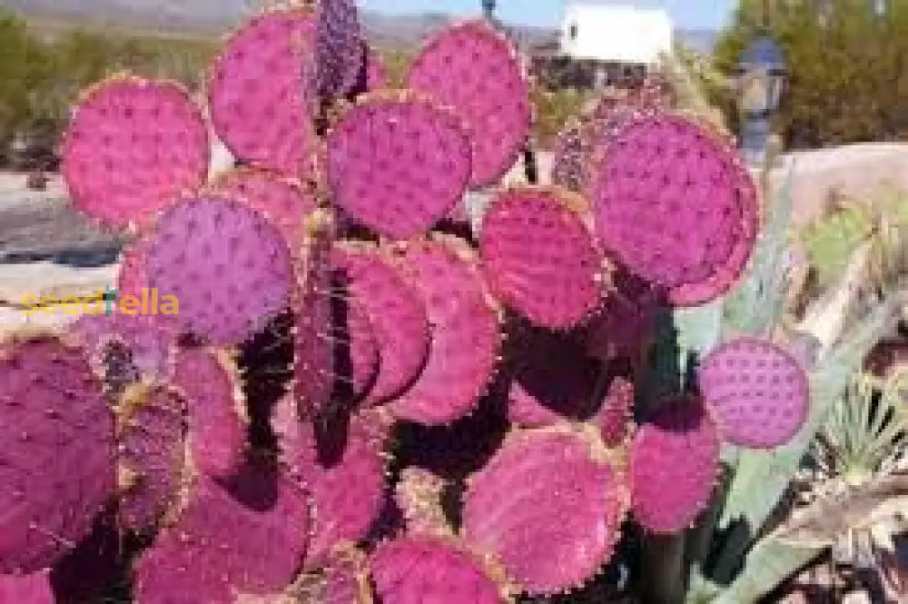 Opuntia Plant Seeds Essential Guide for Planting