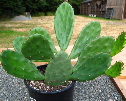 Pear Cactus Opuntia spp Plant Seeds for Planting in Desert Garden