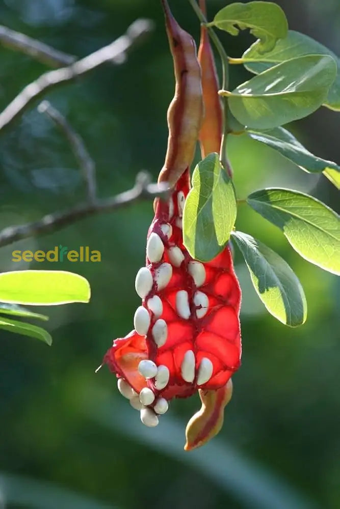 Orange Cynophallophora Seeds - Planting Fruit Seeds