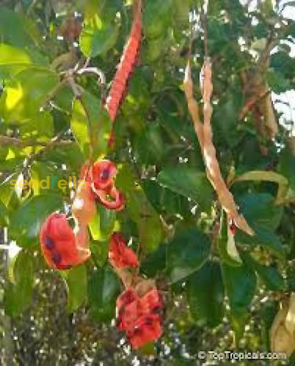 Orange Cynophallophora Seeds Planting Fruit Seeds heirloom non-gmo organic garden seeds