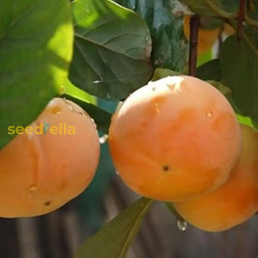 Orange Diospyros Seeds Perfect For Your Garden heirloom non-gmo organic garden seeds