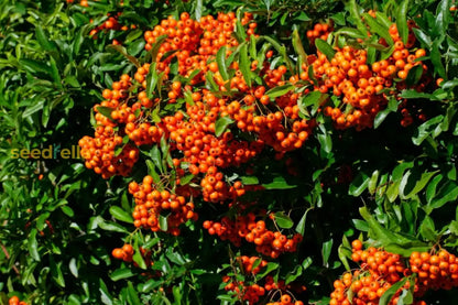 Orange Firethorn Fruit Planting Seeds - Vibrant Color & Wildlife Attraction