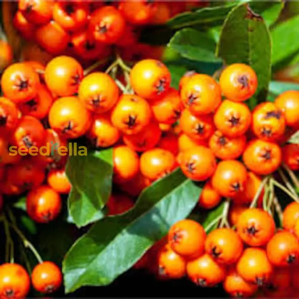 Orange Firethorn Fruit Planting Seeds Vibrant Color & Wildlife Attraction heirloom non-gmo organic garden seeds
