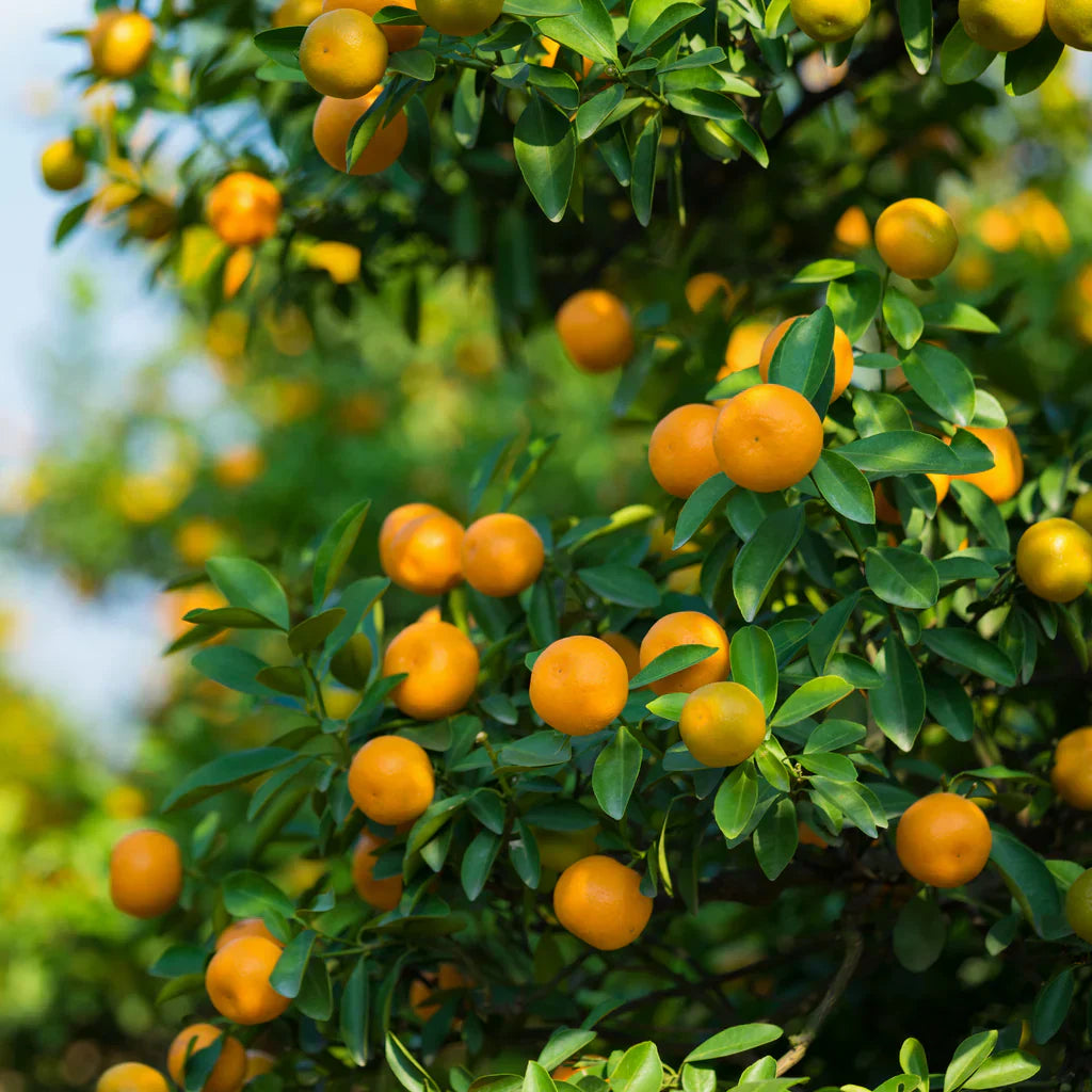 Orange Fruit Seeds For Planting Add Lush Flavor To Your Garden heirloom non-gmo organic garden seeds