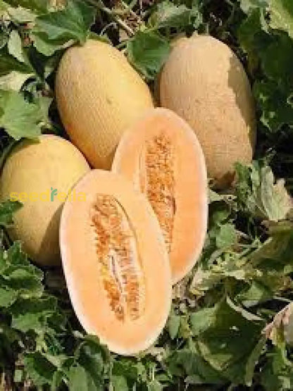 Orange Hami Melon Seeds for Easy Planting