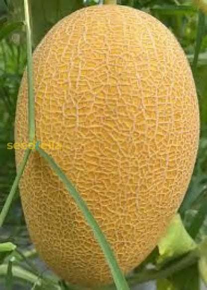 Orange Hami Melon Seeds For Easy Planting heirloom non-gmo organic garden seeds