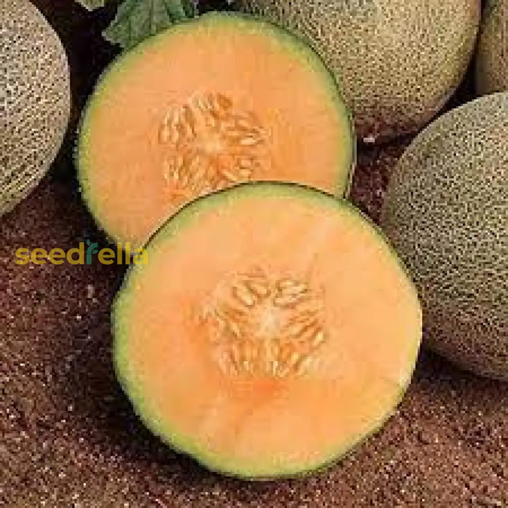 Orange Hami Melon Seeds for Easy Planting