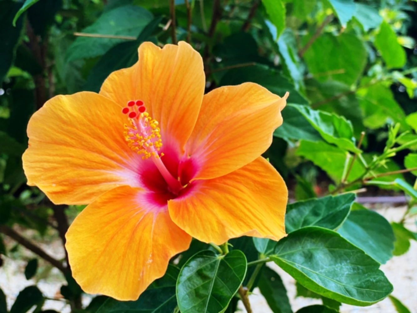 Double Yellow Hibiscus Flower Seeds
