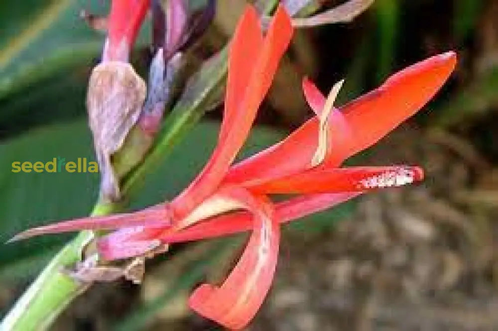 Orange Indica Flower Seeds For Planting - Vibrant Annual Blooms