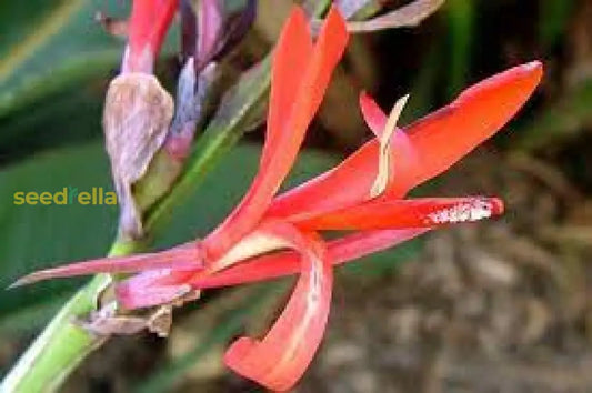 Orange Indica Flower Seeds For Planting - Vibrant Annual Blooms